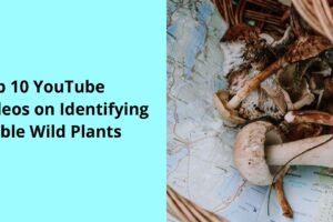 Top 10 YouTube Videos on Identifying Edible Wild Plants