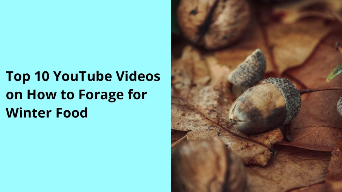 Top 10 YouTube Videos on How to Forage for Winter Food