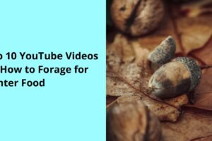 Top 10 YouTube Videos on How to Forage for Winter Food