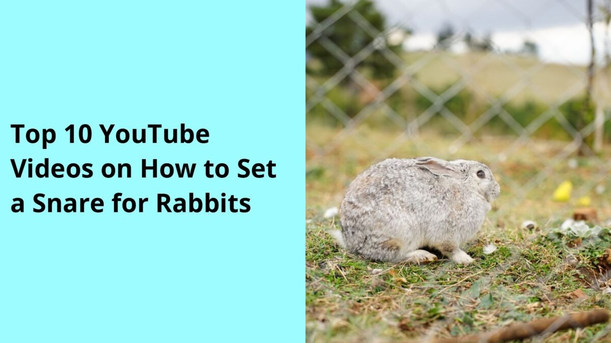 Top 10 YouTube Videos on How to Set a Snare for Rabbits